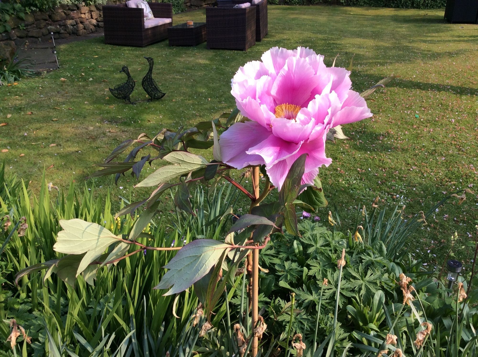 Willow Cottage B&B Yeadon Eksteriør billede